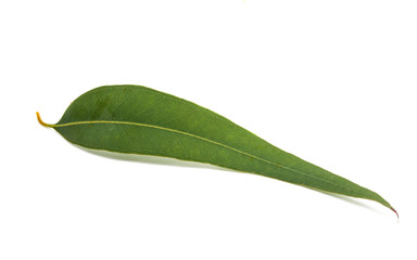 Fototapeta premium eucalyptus leaves