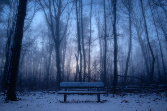Park bench in misty forest at night