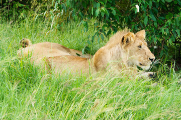 Lioness resting in the grass in the african savannah. Lioness close up
