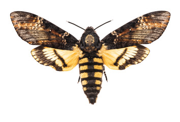 Death's head hawk-moth isolated on white - 189968929