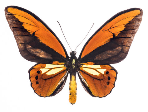 Ornithoptera croesus tropical butterfly isolated