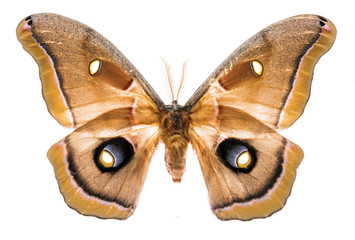 Naklejka premium Antheraea polyphemus moth na białym tle