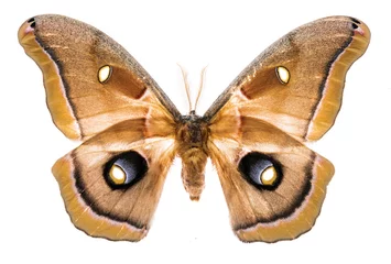 Poster Im Rahmen Antheraea polyphemus moth isolated on white © Fyle