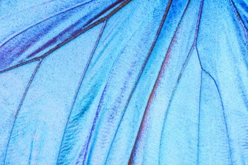Fototapeten Detail eines Schmetterlingsflügels © Fyle
