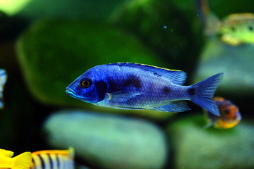 African cichlid fish colorful aquarium