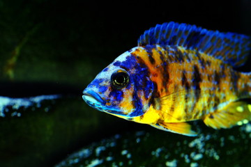 African cichlid fish colorful aquarium