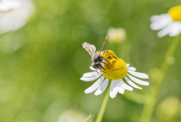 Obraz premium Bee picking pollen chamomile flower. Beauty natural background. 