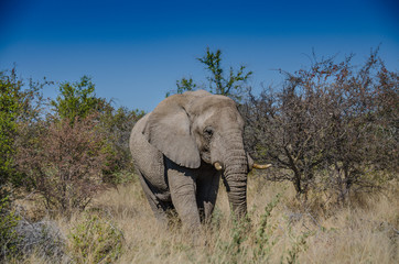 Obraz premium Elefant in Namibia