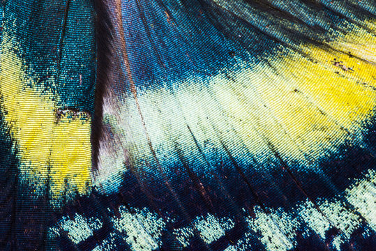 Alcides orontes tropical butterfly wing