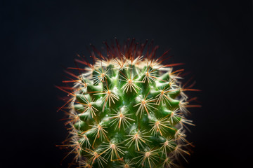 Close up of a beautiful bristly cactus isolated against dark gray background