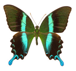 Obraz premium Peacock swallowtail (Papilio Blumei) butterfly isolated
