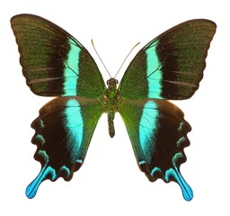 Foto auf Acrylglas Peacock swallowtail (Papilio Blumei) butterfly isolated © Fyle