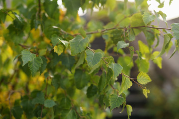 birch leaves closeup in sunny autumn morning