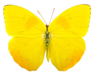 Orange-barred sulphur (Phoebis philea) butterfly isolated on white