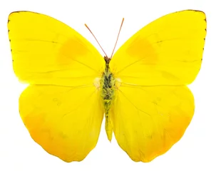 Aluminium Prints Butterfly Orange-barred sulphur (Phoebis philea) butterfly isolated on white