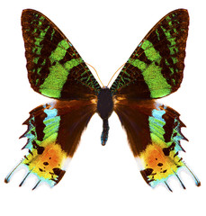 Naklejka premium Madagascan sunset moth (Chrysiridia rhipheus) butterfly isolated
