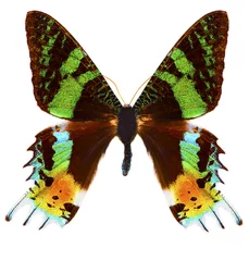 Poster Madagascan sunset moth (Chrysiridia rhipheus) butterfly isolated © Fyle