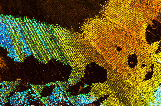Madagascan sunset moth (Chrysiridia rhipheus) detail of a wing