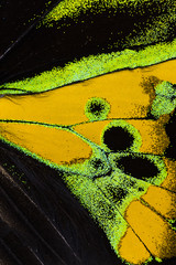 Obraz premium Makro skrzydła Rothschilda