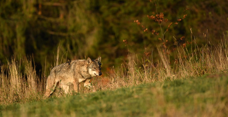 Fototapeta premium Wolf im hohen Gras - canis lupus