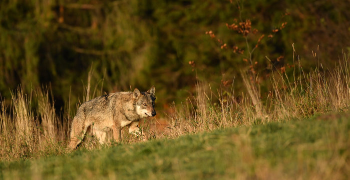 Fototapeta Wolf im hohen Gras - canis lupus
