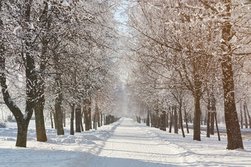 Winter snowy park background