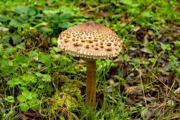 poisonous mushrooms in the forest grown after rain