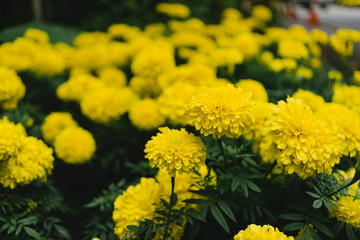 Marigold field.