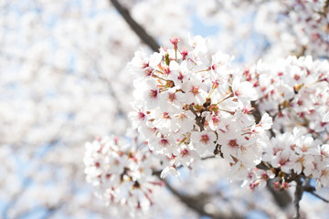 Obraz premium Closed up of flower sakura (cherry) blossom on blue sky background