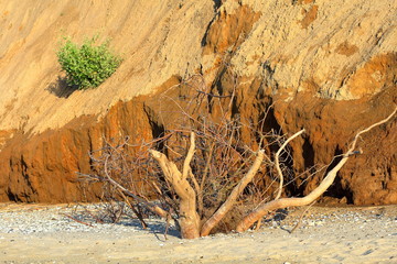 Fototapeta na wymiar Snag tree with roots on the sea sandy shore on the background of the clay cliffs