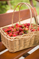 Fototapeta na wymiar Closeup of wicker basket full of freshly picked organic strawberries. Garden harvest. Healthy eating.