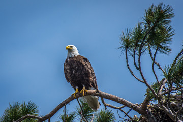 A Bald Eagle at the top of a tall pine tree, watching over its nest. 