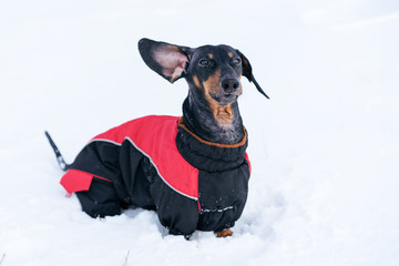 beautiful dog, dachshund, black and tan, in clothes (sweater), standing in the snow raising his ear upwards