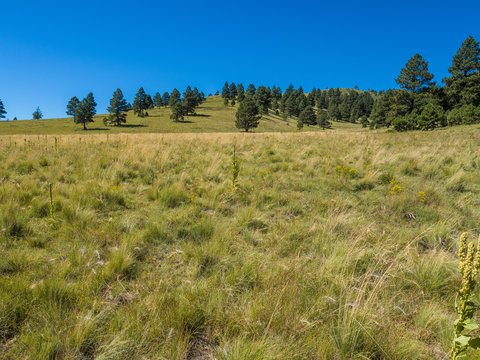 Hill, Flagstaff Arizona