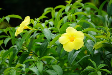 Fleurs jaunes en Martinique