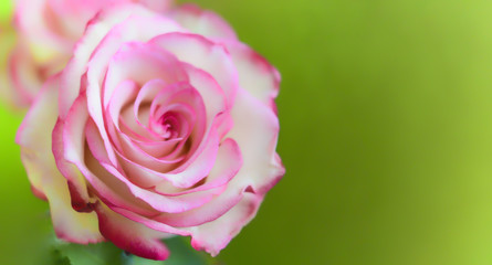 Fototapeta premium Einzelne Rose, Grußkarte, Tischkarte