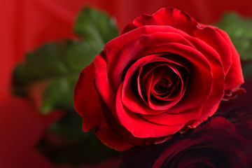 piękna czerwona róża na czerwono czarnym tle na walentynki - obrazy, fototapety, plakaty