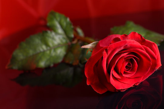piękna walentynkowa czerwona róża na czerwonym tle