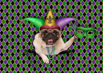 checkered mardi gras, fat tuesday, background, with harlequin pug dog holding venetian mask, wearing harlequin jester hat