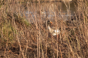 Mallard emerging from its hiding place in a low wintery sun in the marshland near Mechelen