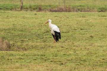 White stork posing in a meadow in the marshland near Mechelen