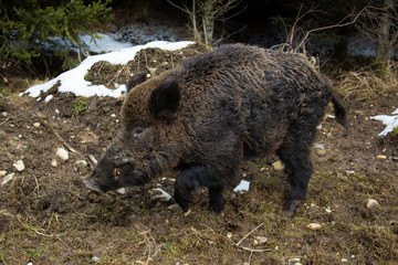 Wildschwein Keiler