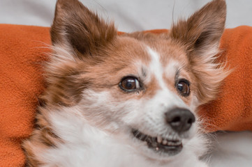 close-up portrait of a red-white dog