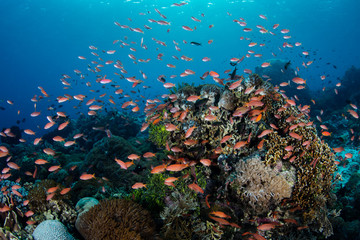 Fototapeta na wymiar Brightly Colored Anthias and Corals in Alor, Indonesia