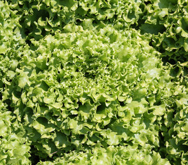 background of green lettuce in summer