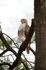 Hawk Perched In Tree