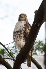 Hawk Perched In Tree