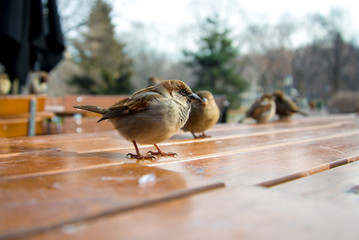 Birds on table
