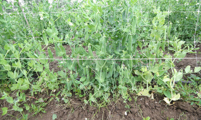 peas plants on the farm using organic fertilizers