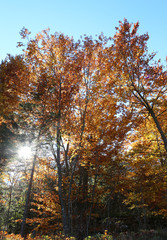 the sun filtering through the branches of the trees in autumn with the dried leaves